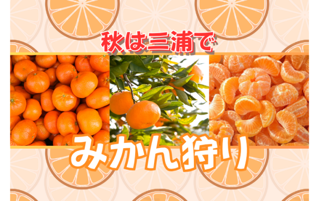 三浦のみかん狩り